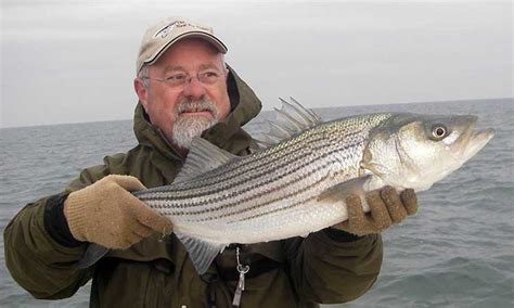 stripers online fly fishing|striper online rhode island.